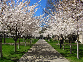Japanese flowering cherries in bloom allee by garden muses-not another Toronto gardening blog