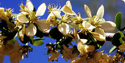 Palo santo Bulnesia sarmientoi