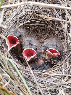 three hungry baby birds in a nest