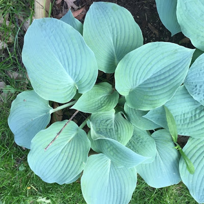 Blueberry Muffins Hosta