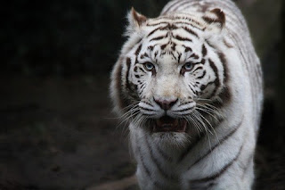 albino amimals tiger