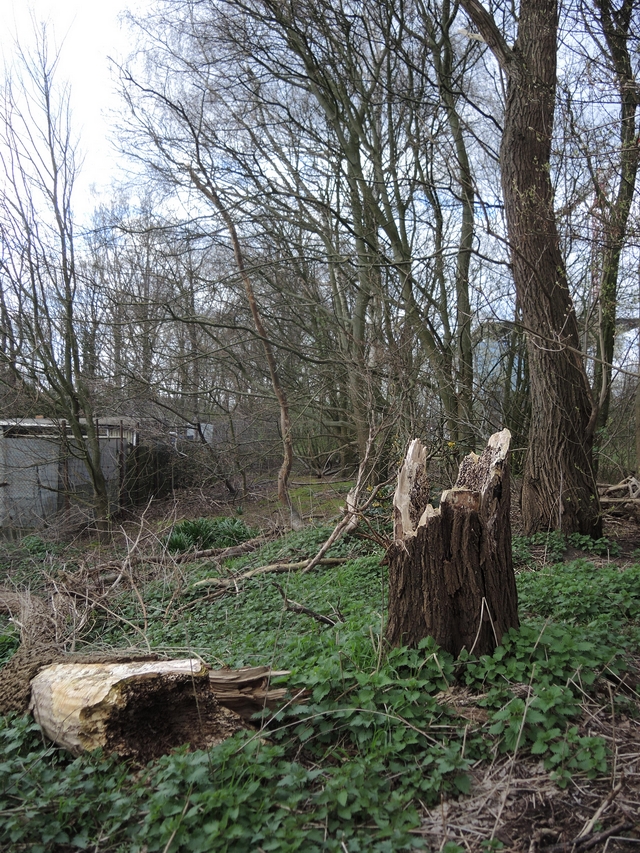 In het park: mossen en grassen en bomen en zonnestralen op de bremweide