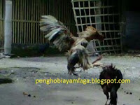 Tips Supaya Ayam Bangkok Menang Pertarungan