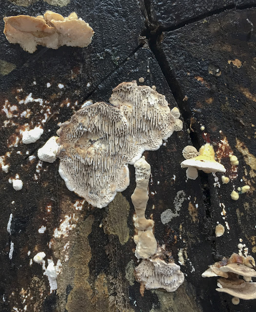 Unidentified fungus on felled Scots Pine.  High Elms Country Park, 2 January 2016. 