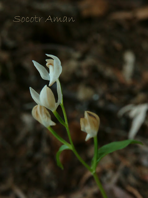 Cephalanthera subaphylla