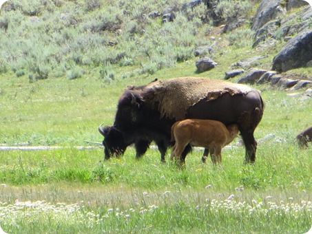 Lamar Valley Buffalo Herd