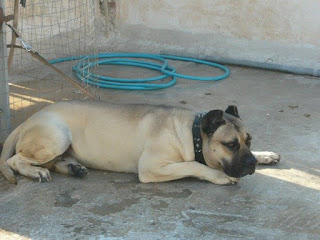 Dogo pressa canario αρσενικό, 8 ετών, 45-48 κιλά, τσιπαρισμένο- καταγεγραμμένο στον ΚΟΕ χάθηκε στο Πέραμα.