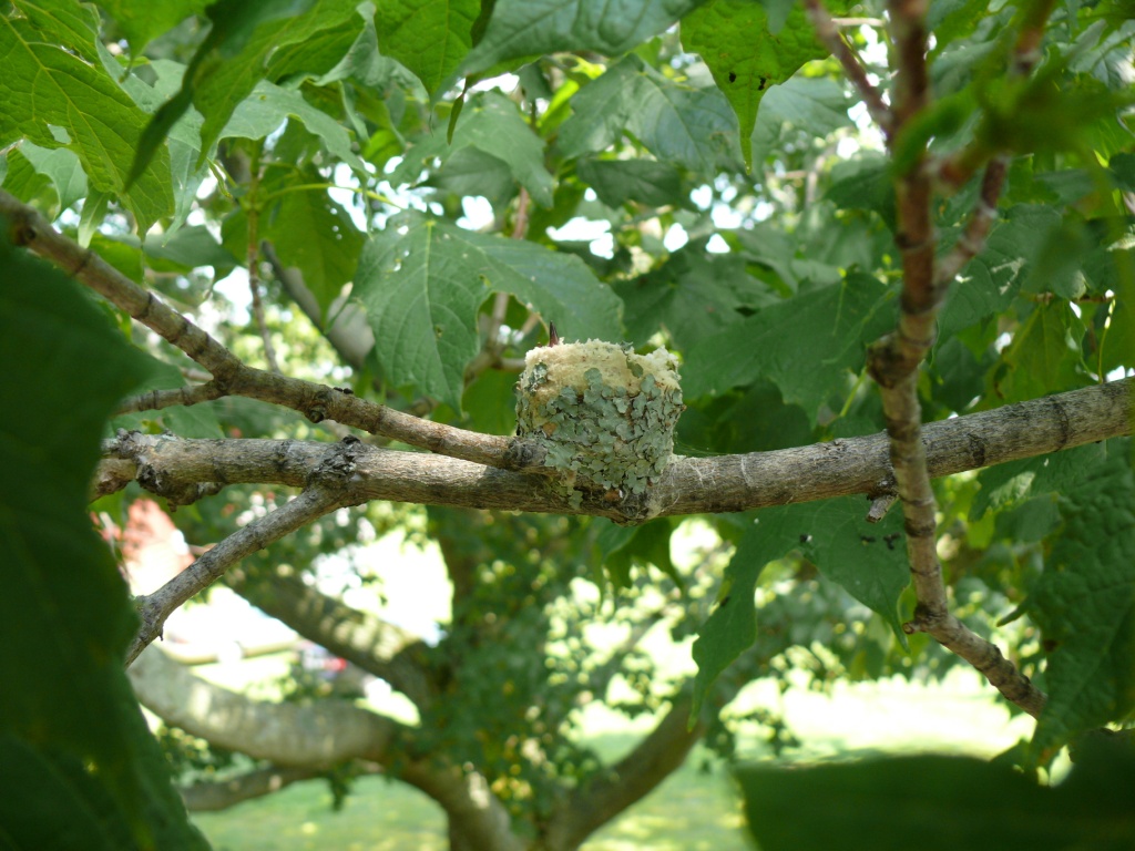 ruby throated hummingbird nest pictures: Ruby-throated Hummingbird nest