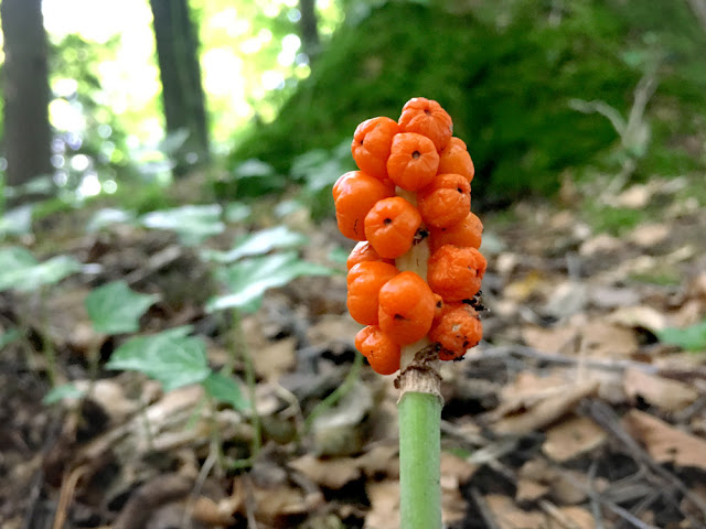 arum, ahornstab,plant, pflanze, wald, forest, wood, schweiz, central europe, orange, blog, blogger, vegan, naturheilkunde