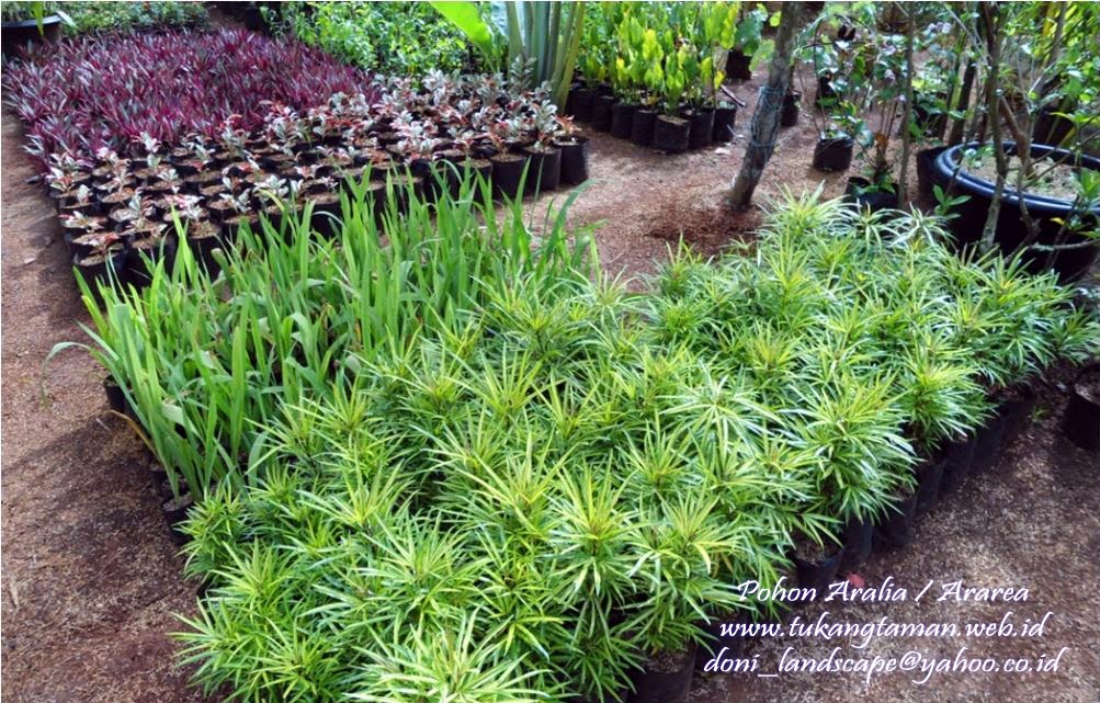 JUAL POHON ARALIA