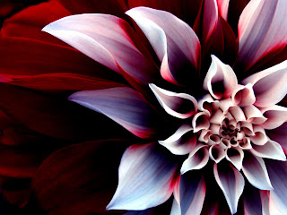 Beautiful Enigmatic Flower Love Wallpaper