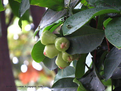 Wax apple - Syzygium Samarangense
