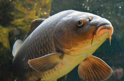 Racikan Umpan Ikan Mas Paling Jitu Ampuh Dan Bikin Neter Terus 