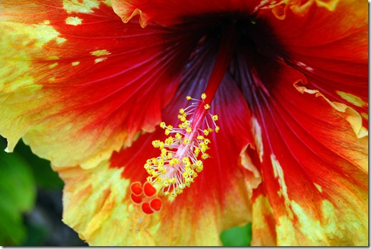 Hibiscus Cardwell 2