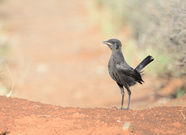 Young Ant-eating Chat