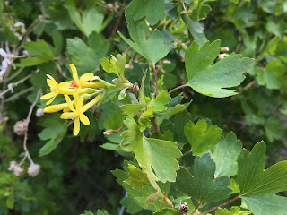 Ribes aureum