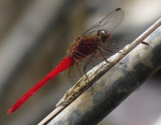 Rhodopygia hinei, Tropical Amberwing