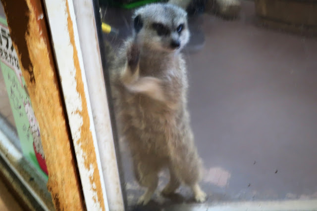 ひらパー どうぶつハグハグたうん ミーアキャット