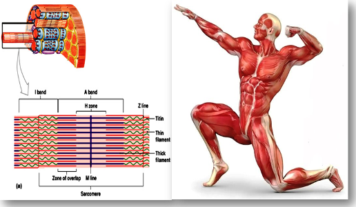 Info Populer Gambar Sistem Otot