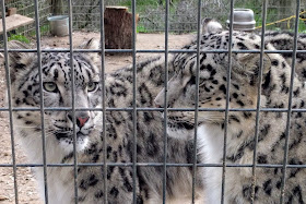 Anna and Elsa, snow leopard sisters at Project Survival's Cat Haven