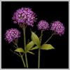 Verbena Flower