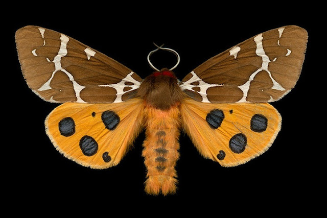 A fascinante beleza das espécies de Mariposas do Canadá