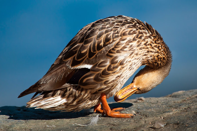 Mallard Ducks, Sterne Park