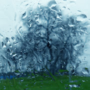 Tree in the rain, seen from car. Labels: Minneapolis, Minnesota, rain