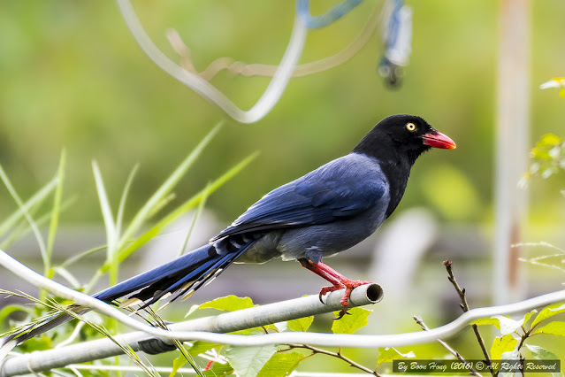 Spotting Taiwan's Rare Blue Magpie: A Bucket-List Opportunity!