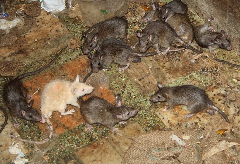 karni-mata-whiterat
