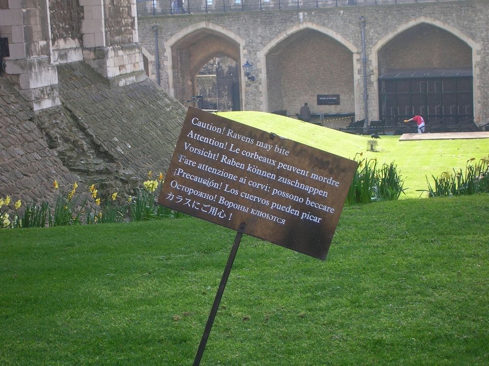tower-of-london-raven-1