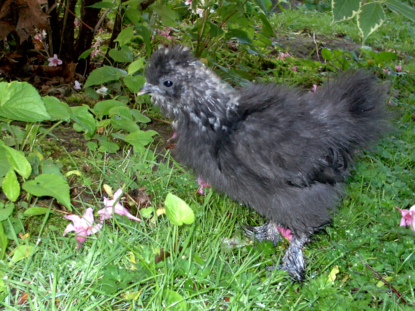 Beverly Chickens: Miss Kitty Joins the Family!