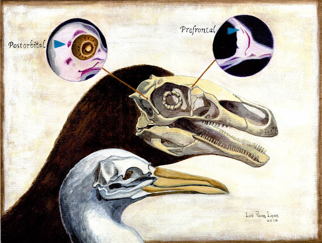  Birds are the surviving descendants of predatory dinosaurs For You Information - Embryological report of the skull reveals dinosaur-bird connection