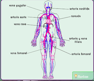 http://www.e-junior.net/juniornet/anatomy/swf/Bsciculatorio.swf