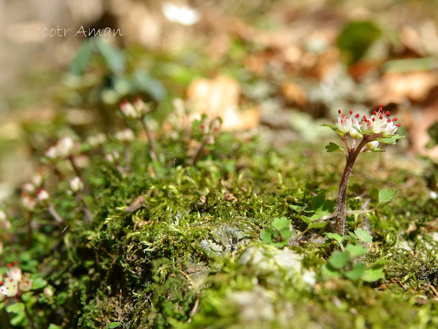 Chrysosplenium album