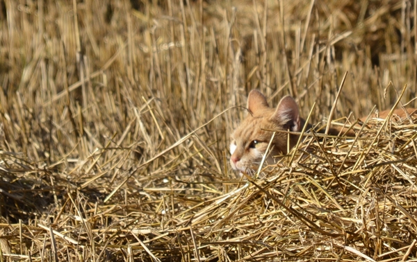 pus katt kattepus pusekatt