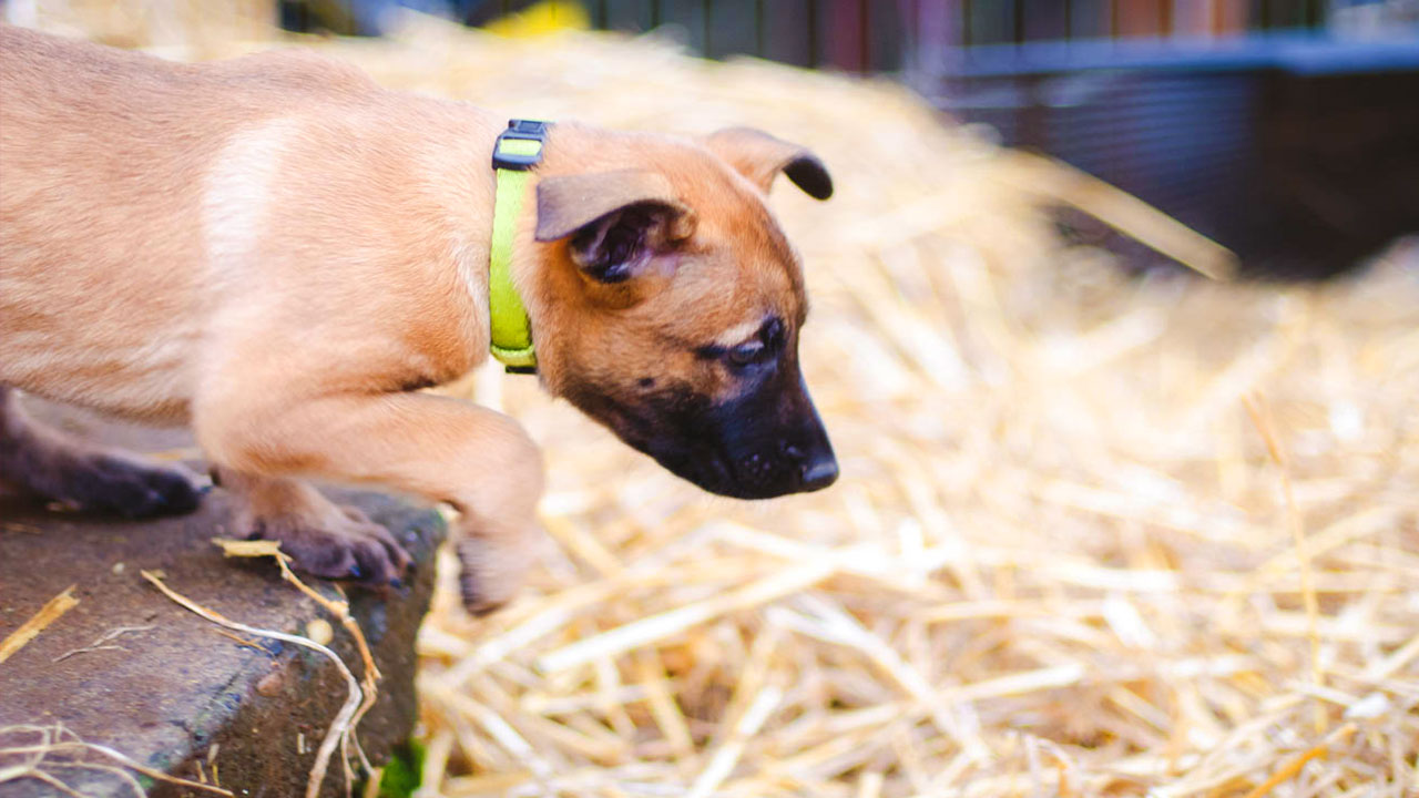 Berger malinois