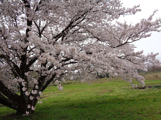 藍野公民館の隣の桜公園のソメイヨシノ桜