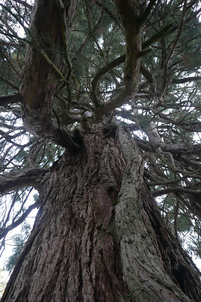 Sequoiadendron giganteum, Bato's Wijk, Oosterbeek. oktober 2020