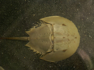 Limule polyphème - Limulus polyphemus - Xyphosurus polyphemus