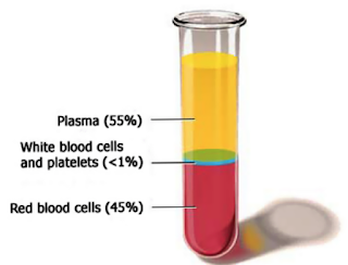 Composition of blood