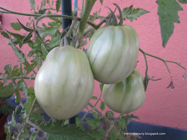 Grüne Balkontomaten