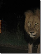 KING OF JUNGLE 023