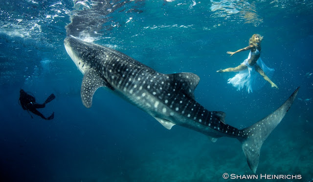 Amazing-Whales