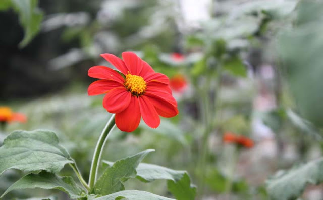 Mexican Sunflower Pictures