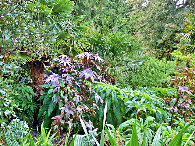 In the jungle at Lost Gardens of Heligan, Cornwall