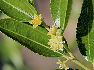 Цветки Ziziphus jujuba