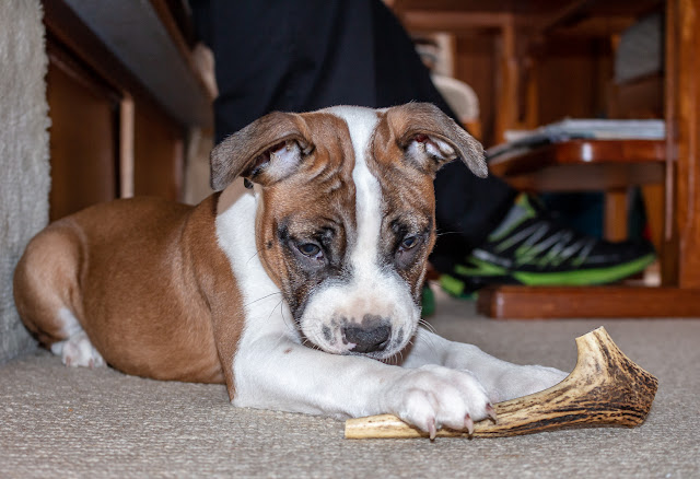Photo of Ruby with her new stag antler chew