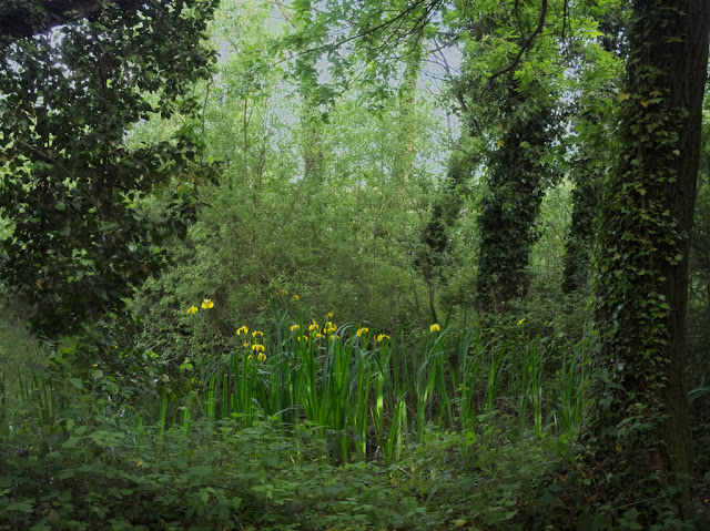 Yellow irises amongst reeds and trees on edge of lake