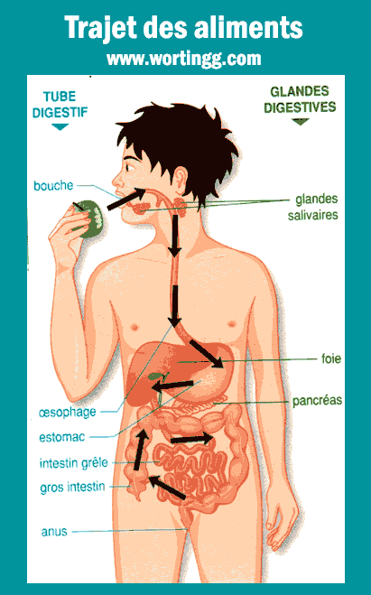 Trajet des aliments dans le tube digestif